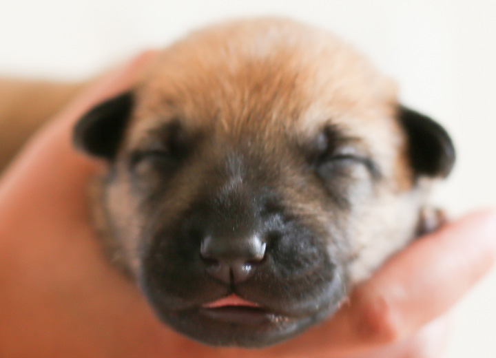 chinook puppy